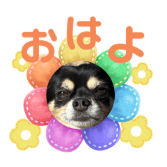 [LINEスタンプ] まぴちゅらふぅ