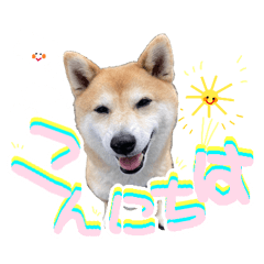 [LINEスタンプ] 笑顔の柴犬と一緒に待ち合わせするスタンプ