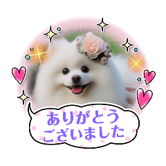 [LINEスタンプ] かわいいスピッツ犬の日常スタンプ 2