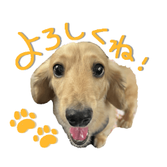 [LINEスタンプ] ちゃっぴーのかにちゃんっ