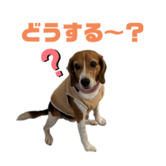 [LINEスタンプ] ビーグル犬くぅの日常⭐︎