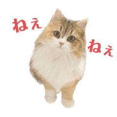 [LINEスタンプ] CafeCatちゃん-日常会話の画像（メイン）