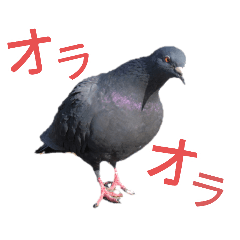 [LINEスタンプ] 癒しの野鳥スタンプ