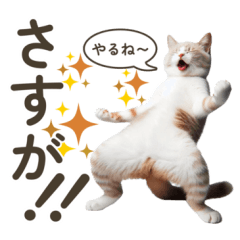 [LINEスタンプ] 言われて嬉しい！誉め言葉☆猫ちゃん