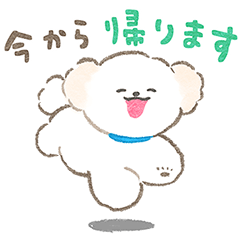 [LINEスタンプ] トイプーさんの家族連絡スタンプ