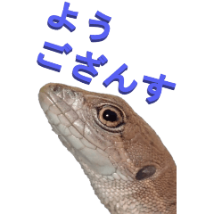 [LINEスタンプ] 江戸っ子なトカゲ2-2ーBIG