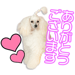 [LINEスタンプ] 斉家家のアメリちゃん