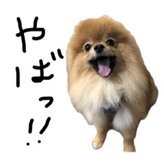 [LINEスタンプ] フワフワぽめらにあんのメルちゃんの日常の画像（メイン）