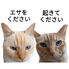 [LINEスタンプ] 猫兄弟！みるく＆ここあ