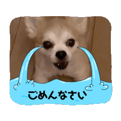 [LINEスタンプ] 動くペットスタンプ