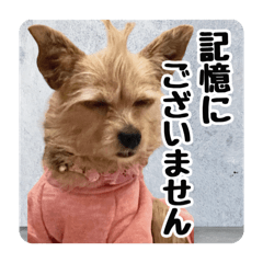 [LINEスタンプ] ヨーキーチワワ・Ricoの新しい生活。