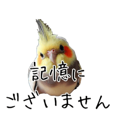 [LINEスタンプ] 政治家オカメインコ 切り抜きver