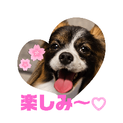 [LINEスタンプ] パピヨンのしのんちゃん3