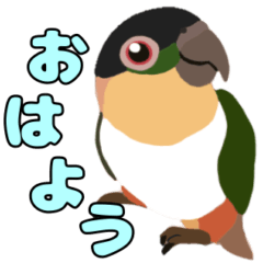 [LINEスタンプ] ズグロシロハラインコの挨拶スタンプ