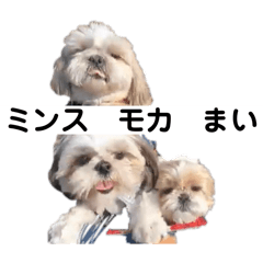[LINEスタンプ] シーズー！ミンス モカ まい