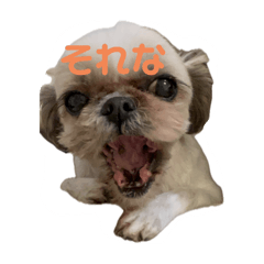 [LINEスタンプ] いっちゃんさなちゃん