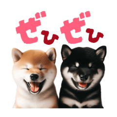 [LINEスタンプ] 日常会話 柴犬と黒柴スタンプ