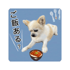 [LINEスタンプ] やんちゃ犬やんやの家族用連絡♡子から親へ