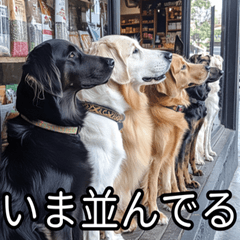 [LINEスタンプ] かわいい犬の待ち合わせ(連絡・報告・外出)の画像（メイン）