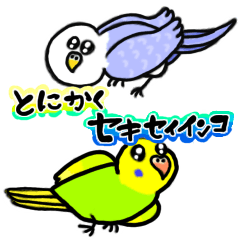 [LINEスタンプ] とにかくセキセイインコ