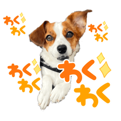 [LINEスタンプ] キャバリア×ジャックラッセルテリア