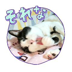 [LINEスタンプ] ブレるハチワレ猫