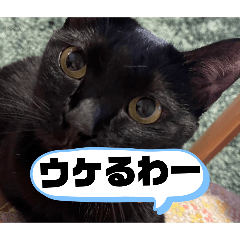 [LINEスタンプ] 猫と犬とウサギシリーズ♥毎日使用してね