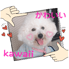 [LINEスタンプ] ビションのみんと♂♡チワワのくま♂も登場