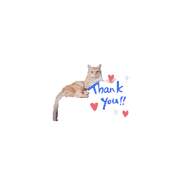 [LINEスタンプ] 猫大集合①(あむ・きなこ・子猫2匹)