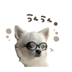 [LINEスタンプ] おもちくん.スタンダード