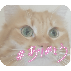 [LINEスタンプ] Norwegian Forest Cat Mill