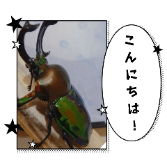 [LINEスタンプ] 昆虫スタンプbyクワガタ