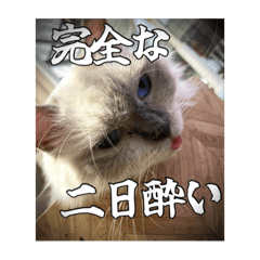 [LINEスタンプ] 猫、酒、カロリー。