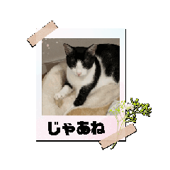 [LINEスタンプ] あんことおもちのにゃんこスタンプ