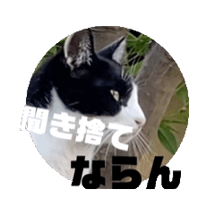 [LINEスタンプ] 猫と天道虫のもやもや全肯定スタイルセット