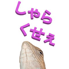 [LINEスタンプ] 江戸っ子なトカゲ2-1ーBIG