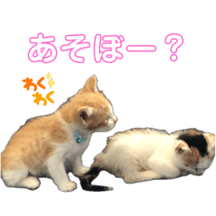 [LINEスタンプ] うちのラムにゃん2