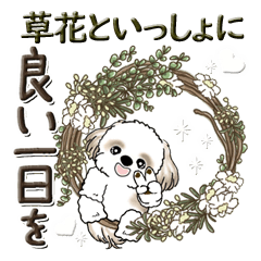 [LINEスタンプ] シーズー犬【草花と一緒】2024