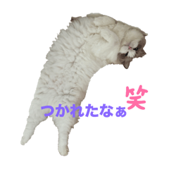 [LINEスタンプ] ぷーびびおもち