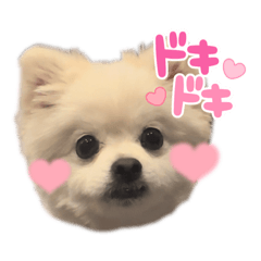 [LINEスタンプ] るるぽぽスタンプ