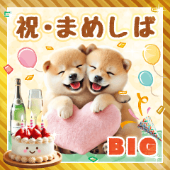 [LINEスタンプ] 豆しばの毎年使えるお祝い＆イベント[BIG]の画像（メイン）