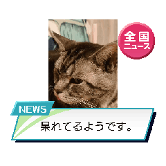 [LINEスタンプ] 我が家の動く猫スタンプ