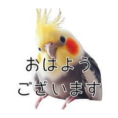 [LINEスタンプ] 敬語のオカメインコ 切り抜きver