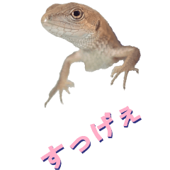 [LINEスタンプ] ほめるトカゲ2-BIG