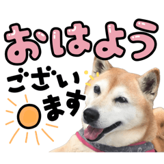 [LINEスタンプ] 柴犬さくちゃんの日常