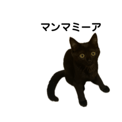 [LINEスタンプ] 黒豆猫スタンプ キキ豆