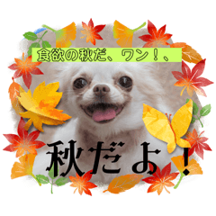 [LINEスタンプ] チワワスタンプ、yamami