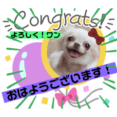 [LINEスタンプ] チワワちゃんスタンプ、yamami