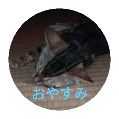 [LINEスタンプ] ベンガル猫のリボン