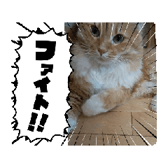 [LINEスタンプ] 動くノルウェージャン